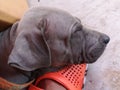 PuppiesÃ¢â¬â¹ thaiÃ¢â¬â¹ ridgebackÃ¢â¬â¹ dogÃ¢â¬â¹ sleepÃ¢â¬â¹ onÃ¢â¬â¹ orangeÃ¢â¬â¹ shoe Royalty Free Stock Photo